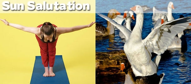 Yoga: Animals to Show You How It's Done!