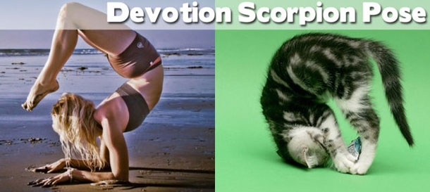 Yoga: Animals to Show You How It's Done!