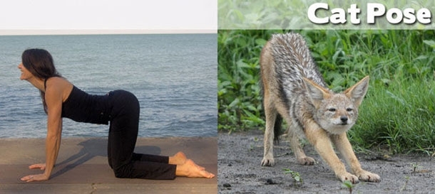 Yoga: Animals to Show You How It's Done!