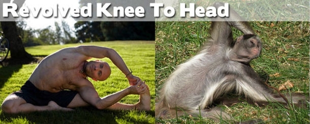 Yoga: Animals to Show You How It's Done!