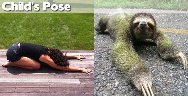 Yoga: Animals to Show You How It's Done!