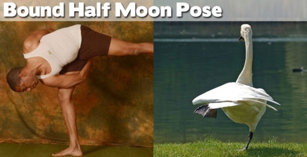 Yoga: Animals to Show You How It's Done!