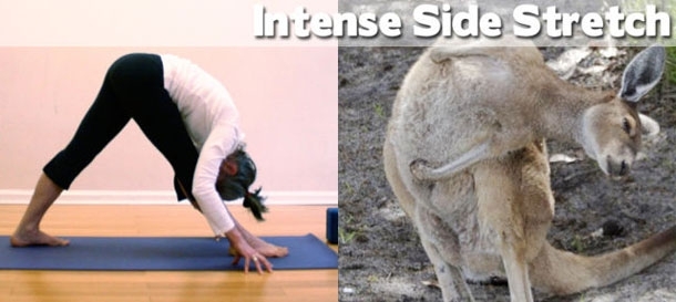 Yoga: Animals to Show You How It's Done!