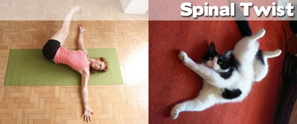 Yoga: Animals to Show You How It's Done!