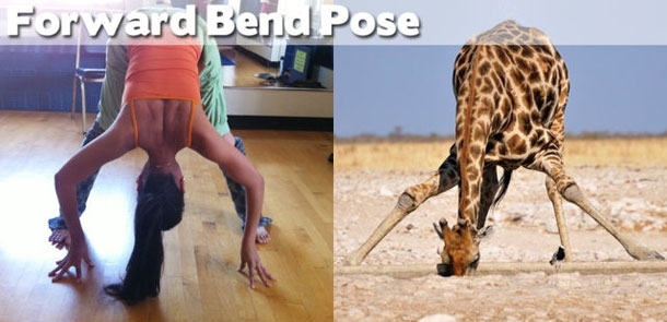 Yoga: Animals to Show You How It's Done!