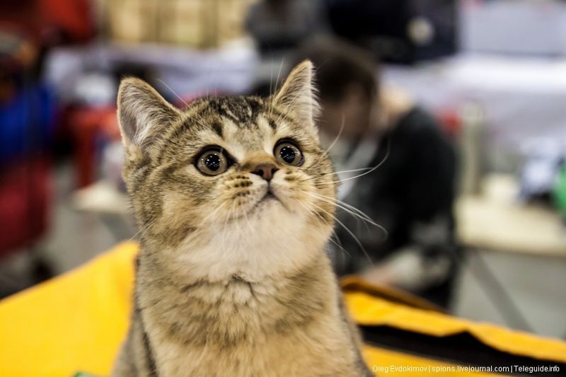 Cat Show 