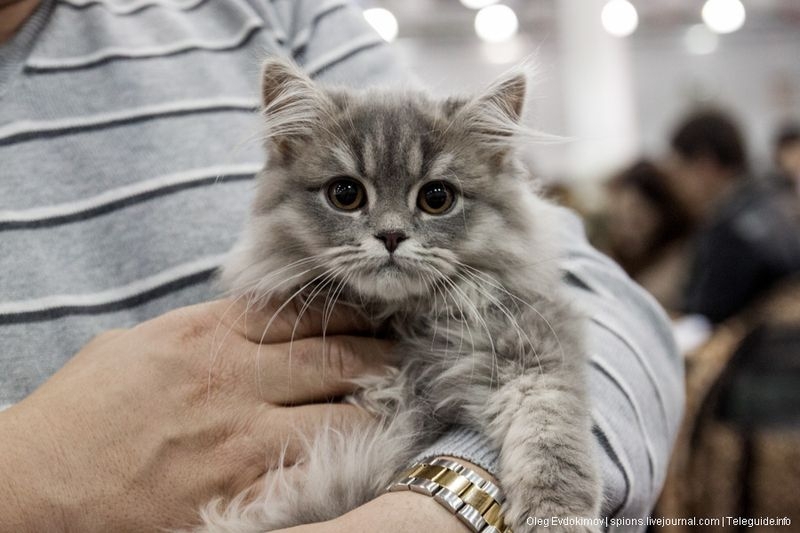 Cat Show 