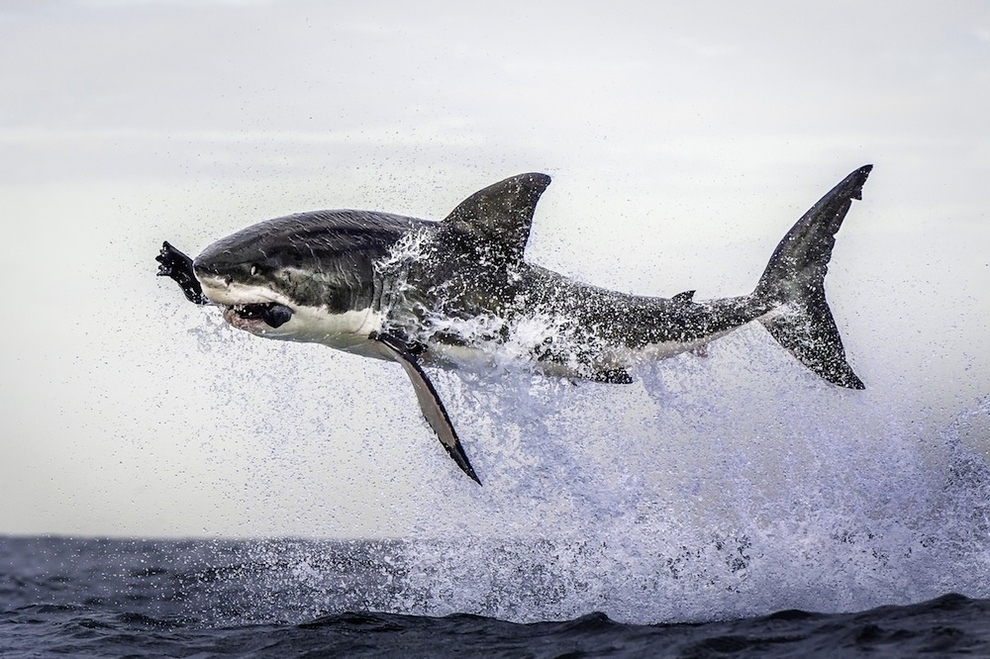 The Most Amazing Animal Photos of 2012