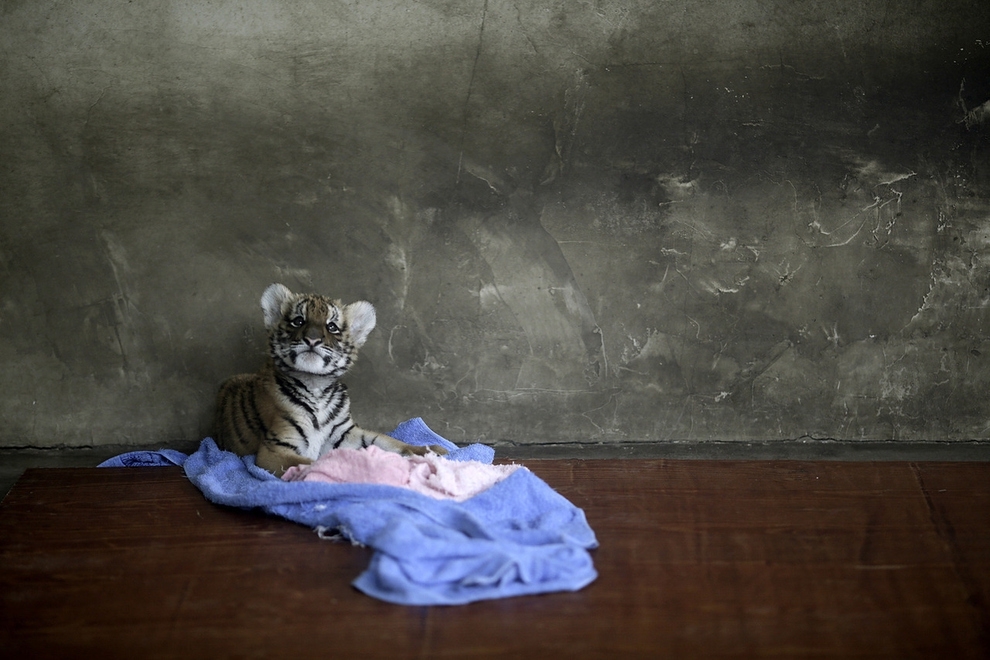 The Most Amazing Animal Photos of 2012