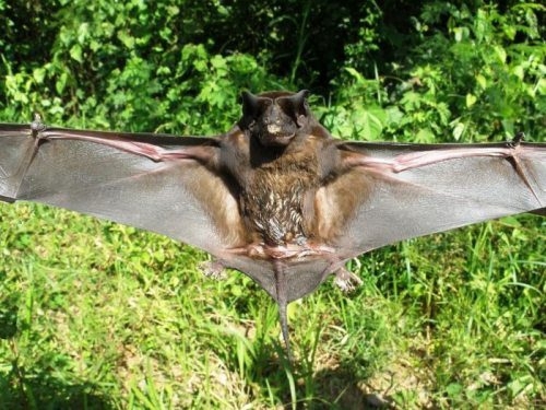 Creepy giant Peruvian bats!! 