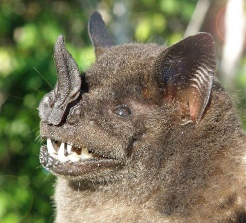 Creepy giant Peruvian bats!! 