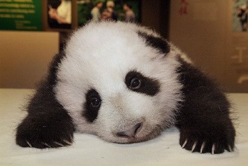 but you are all sad pandas because there's too much work