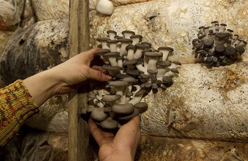 Mushroom Production On Nuclear Missiles BaseThere is a former military