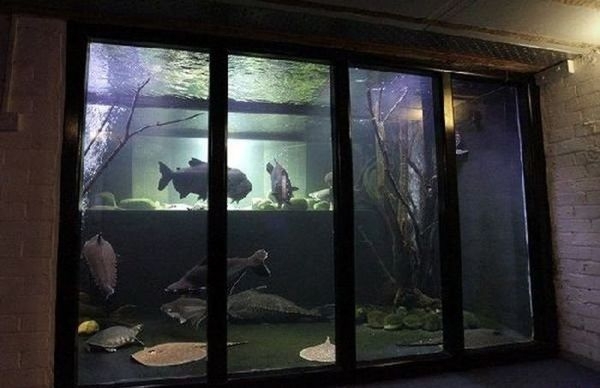 Very Big Aquarium 