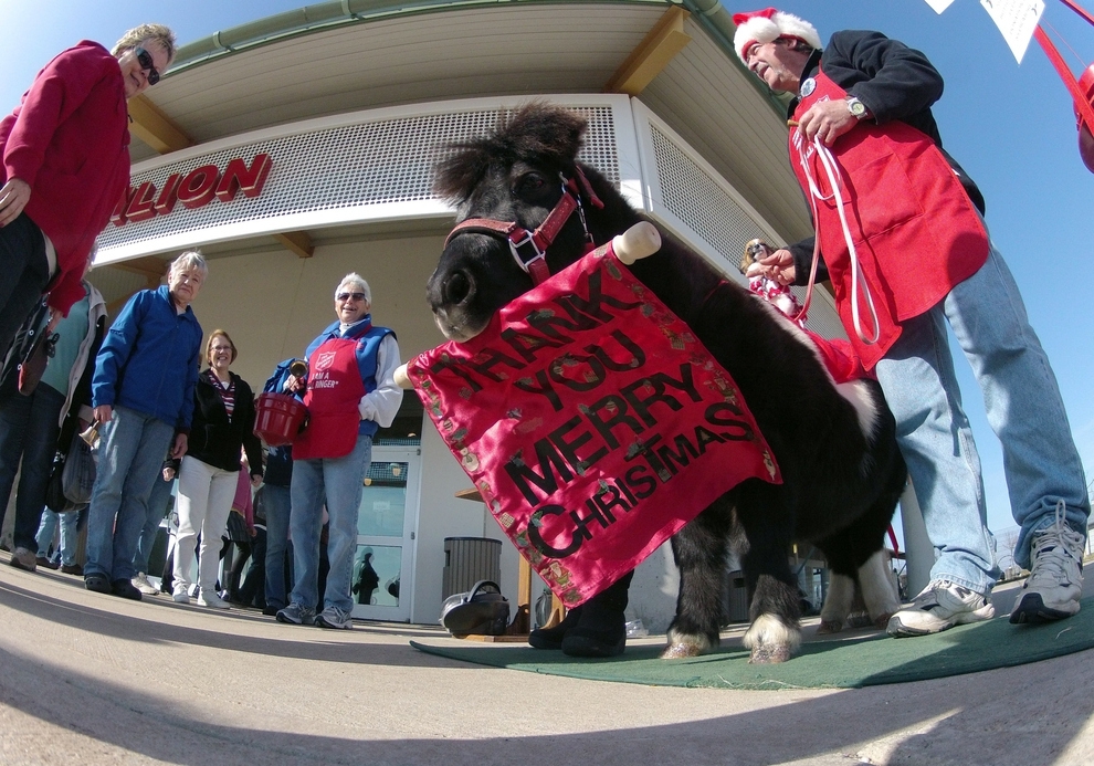 Meet Tinker, The Salvation Army Mini-Horse