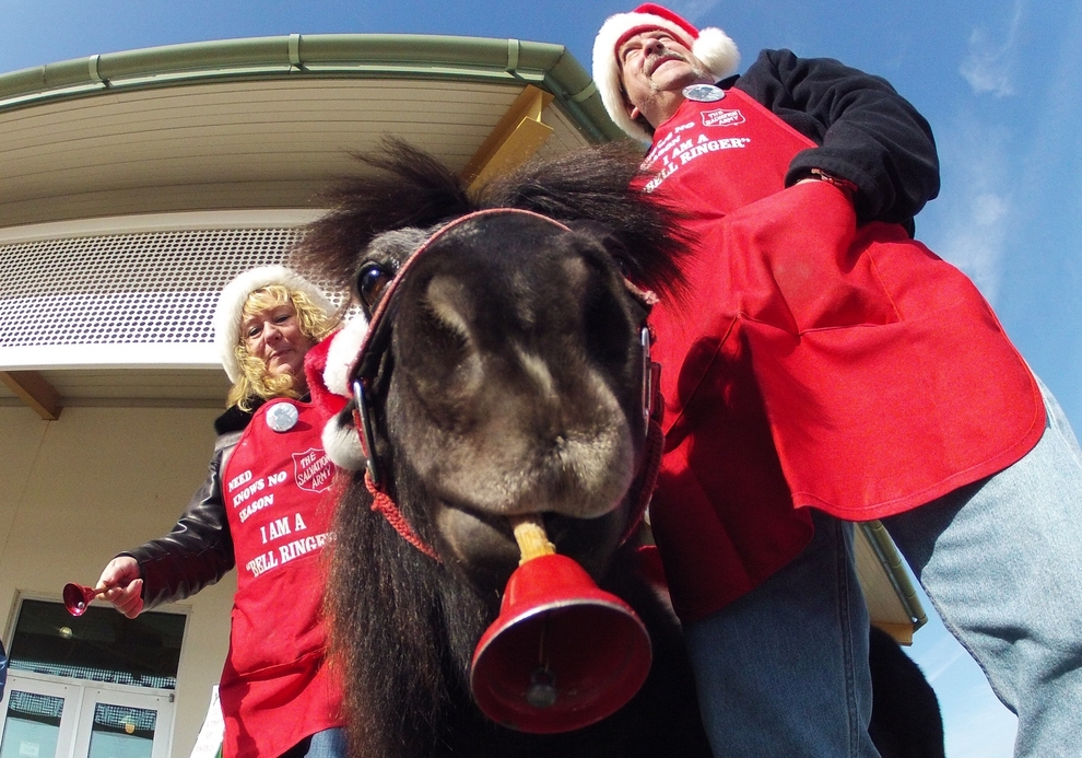 Meet Tinker, The Salvation Army Mini-Horse