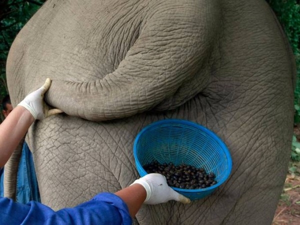 Elephant Coffeemaker 