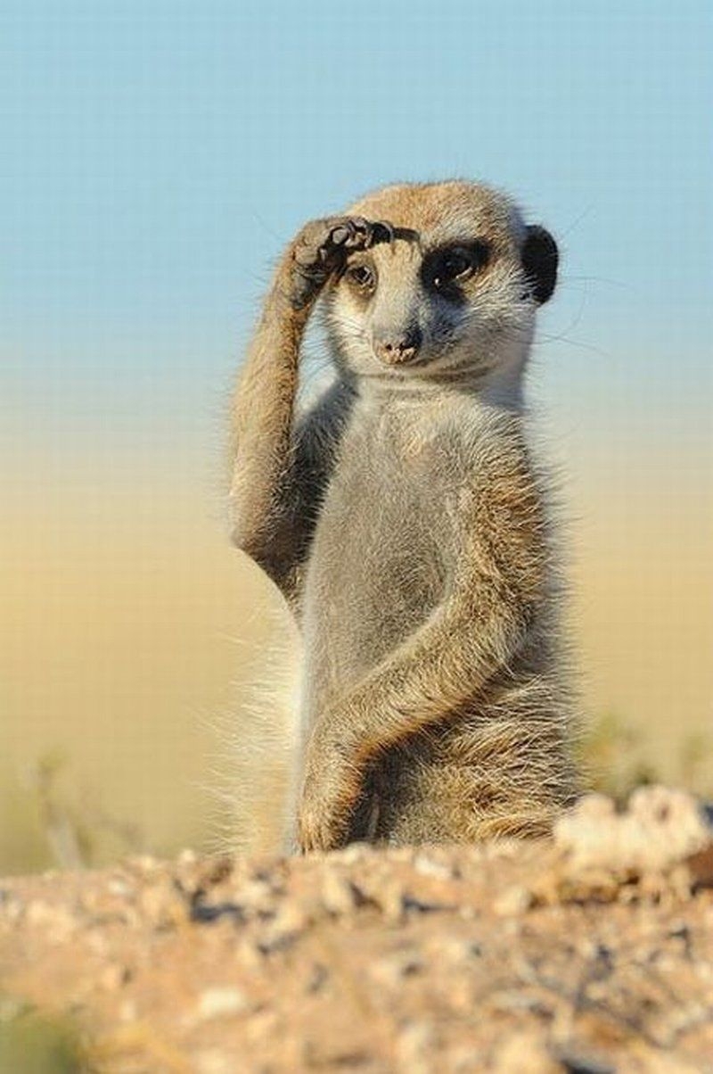 What Is a Meerkat
