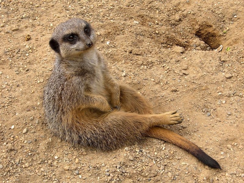 What Is a Meerkat