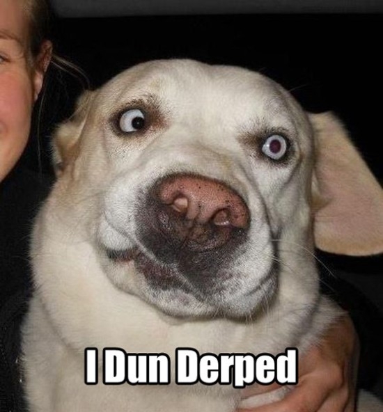 The most epic collection of Derpy Dogs