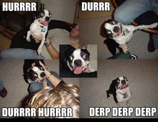 The most epic collection of Derpy Dogs