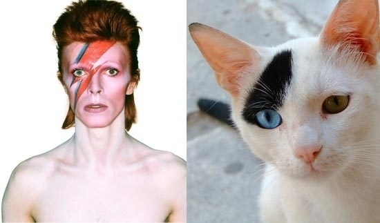 Rock Idol Reincarnation (As Cats!)