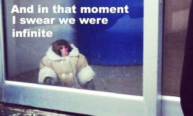 Hilarious, Ikea Monkey Memes
