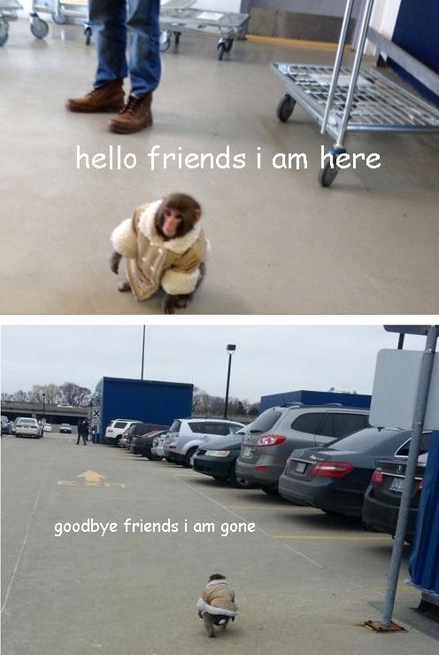 Hilarious, Ikea Monkey Memes