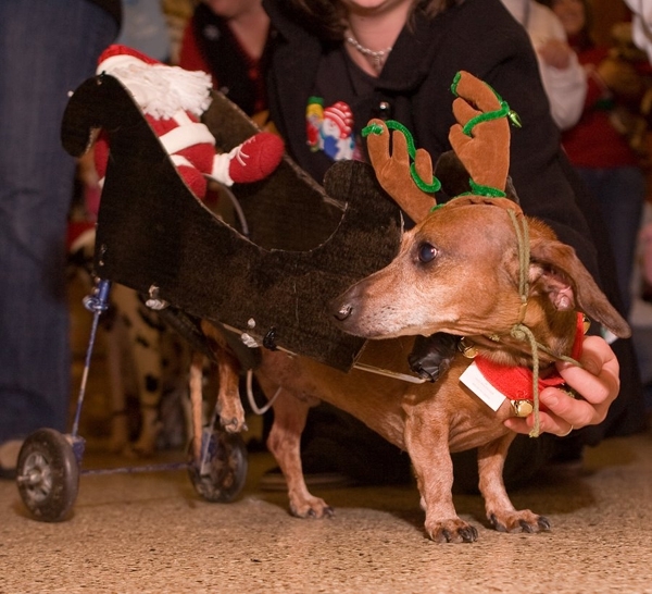 Christmas Dogs Are Better Than Reindeer