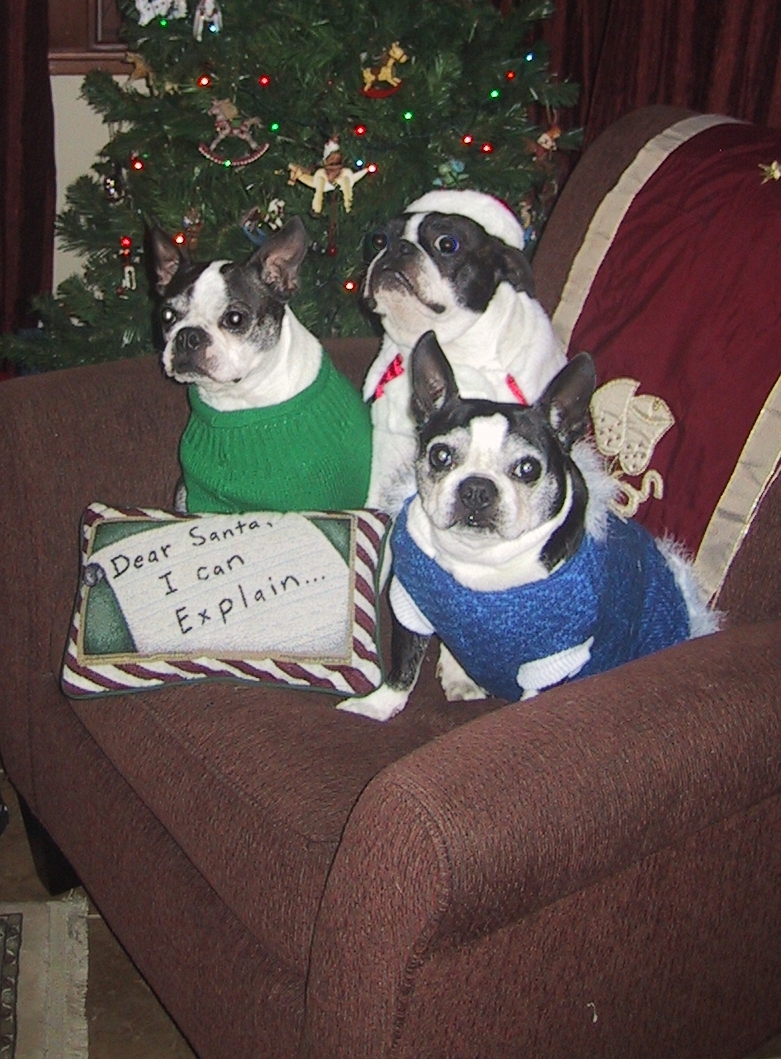 Boston Terriers Make Everything Better