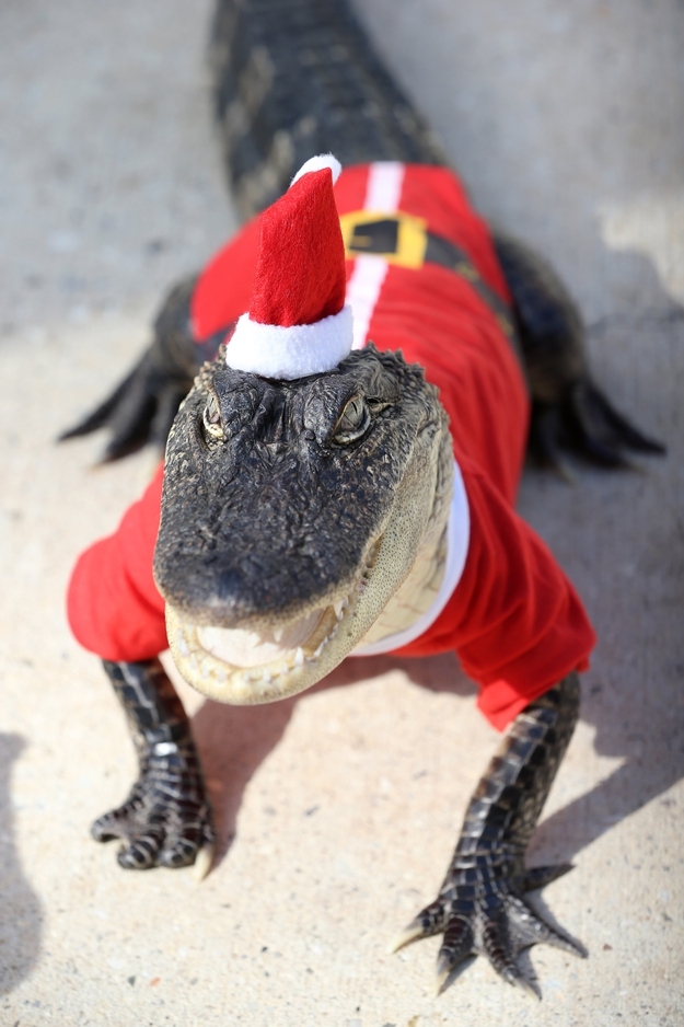 Santa Claus Got Slaughtered By a Gator