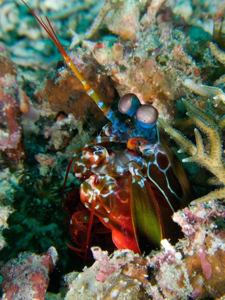 Bright Sea Inhabitant