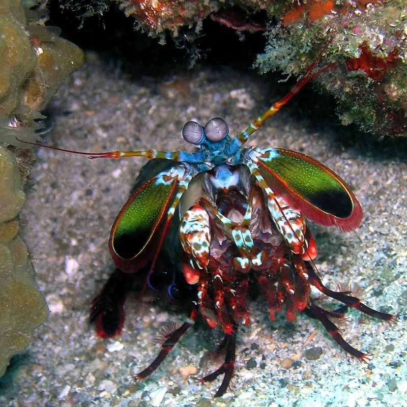 Bright Sea Inhabitant