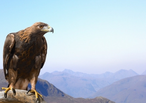 Baby Almost Gets Kidnapped By Eagle