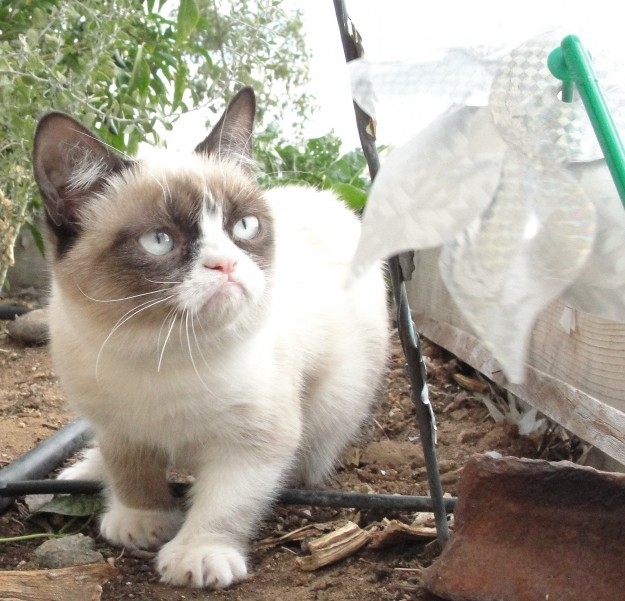 Best of Grumpy Cat 2012