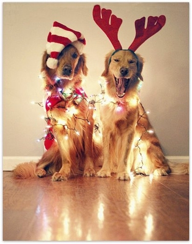 Christmas Dogs Are Here To Wish You A Merry Christmas