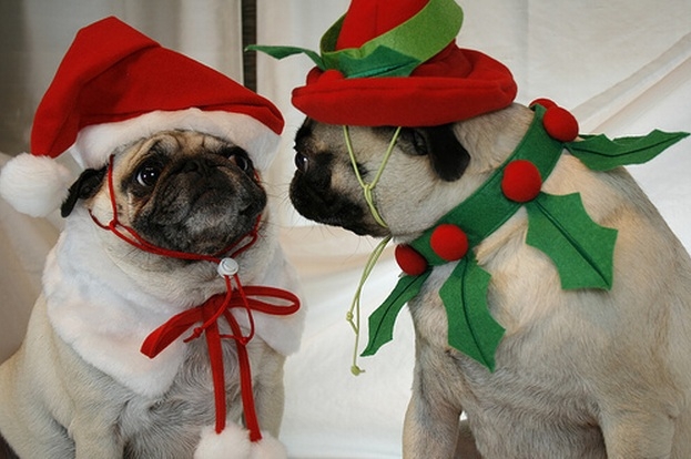 Christmas Dogs Are Here To Wish You A Merry Christmas