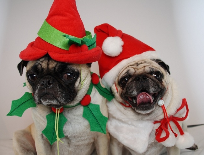 Christmas Dogs Are Here To Wish You A Merry Christmas