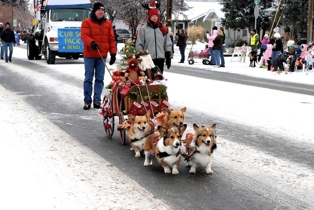 Christmas Dogs Are Here To Wish You A Merry Christmas