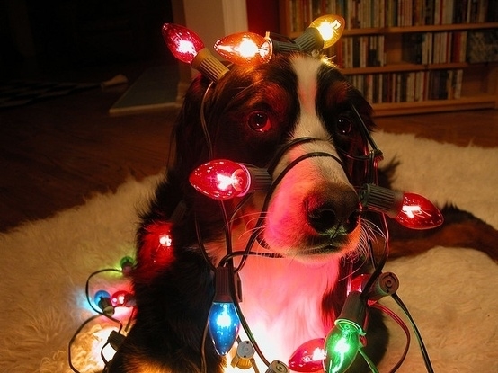 Christmas Dogs Are Here To Wish You A Merry Christmas