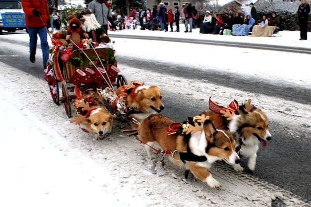 Christmas Dogs Are Here To Wish You A Merry Christmas