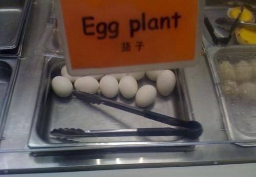 Eggplant. Eggs do not miraculously turn into plants. Doing it wrong. 