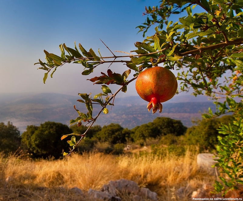 Where Fruits Grow 