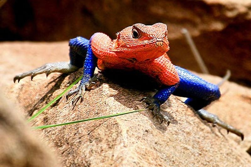 spiderman lizard