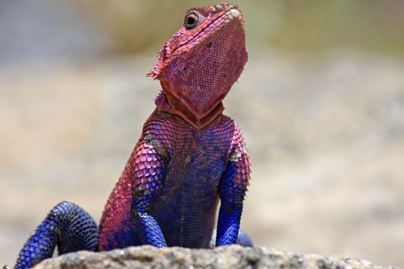 spiderman lizard