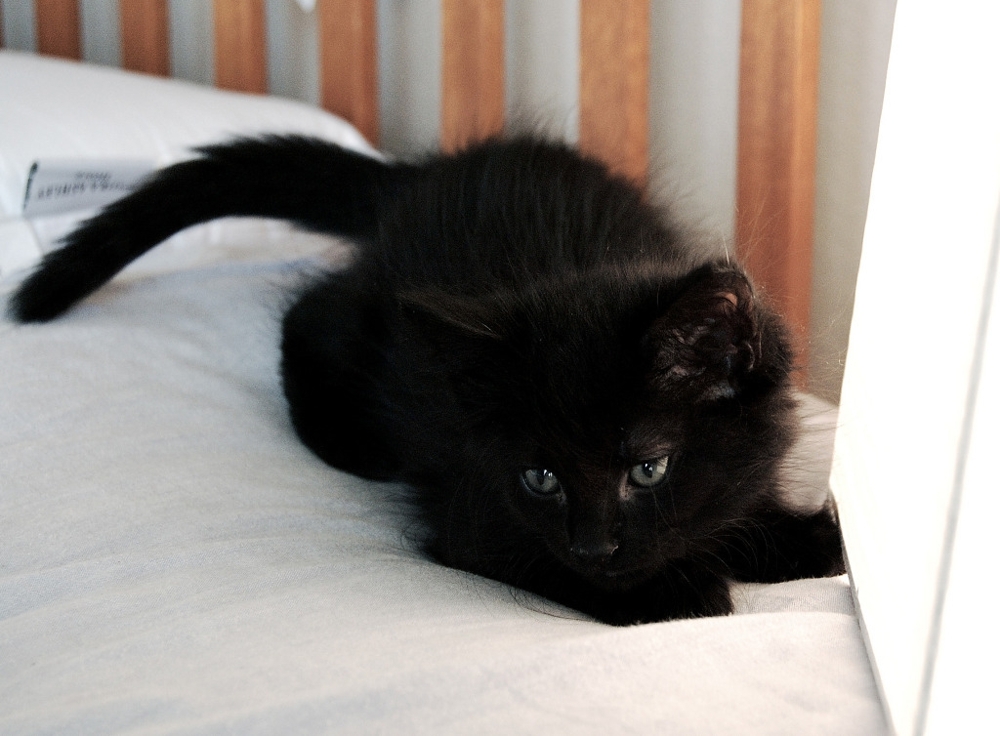 This Kitten So Black!
