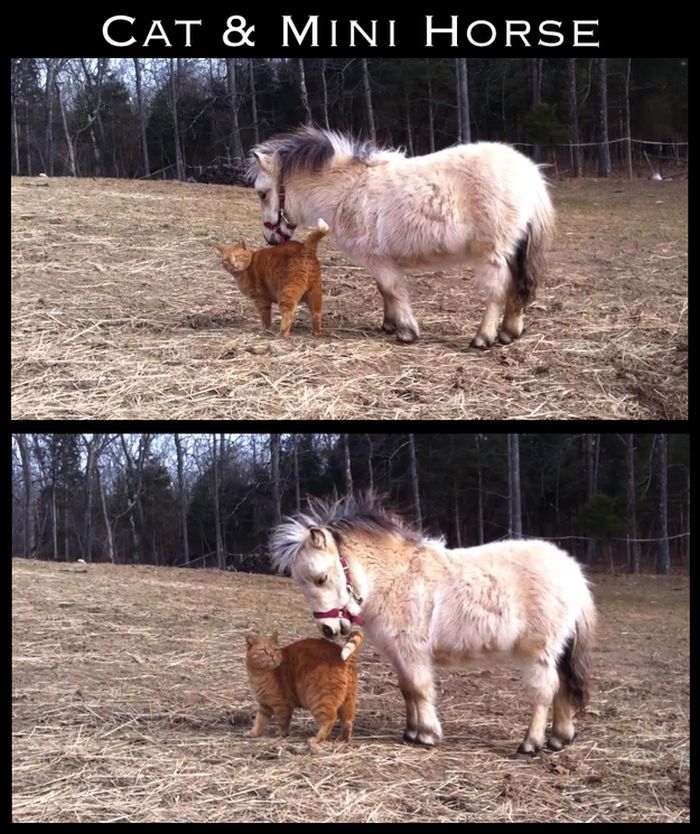 Cute Interspecies Friends