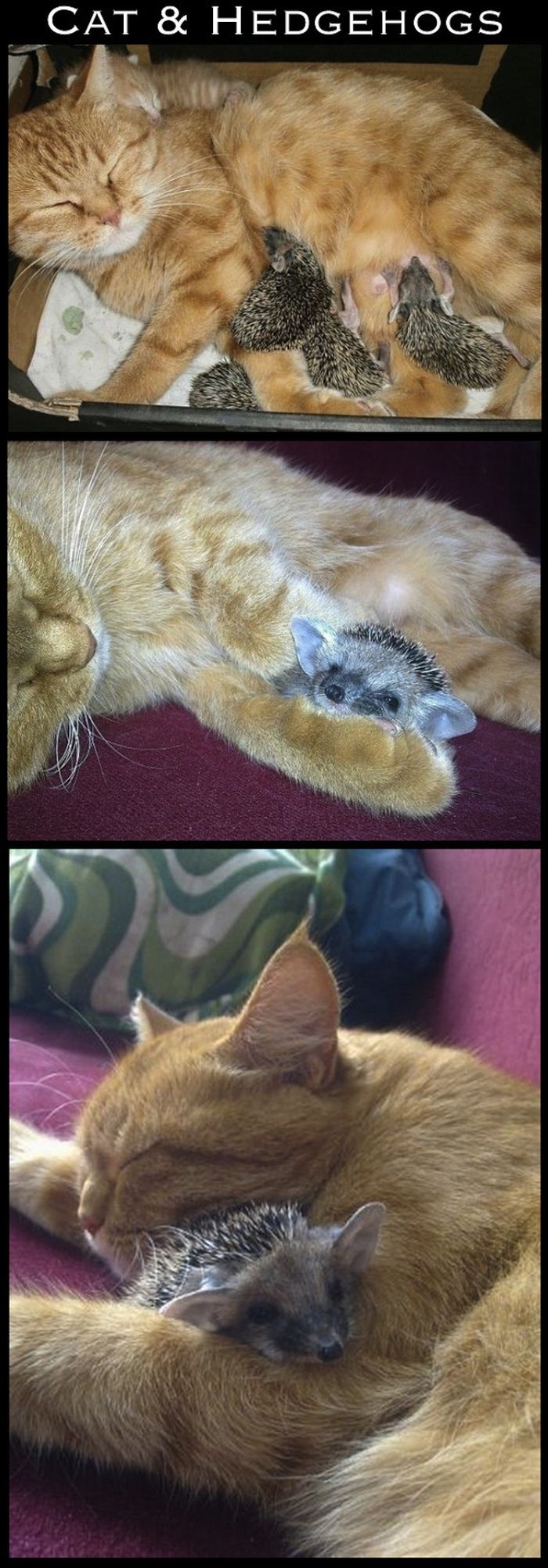 Cute Interspecies Friends