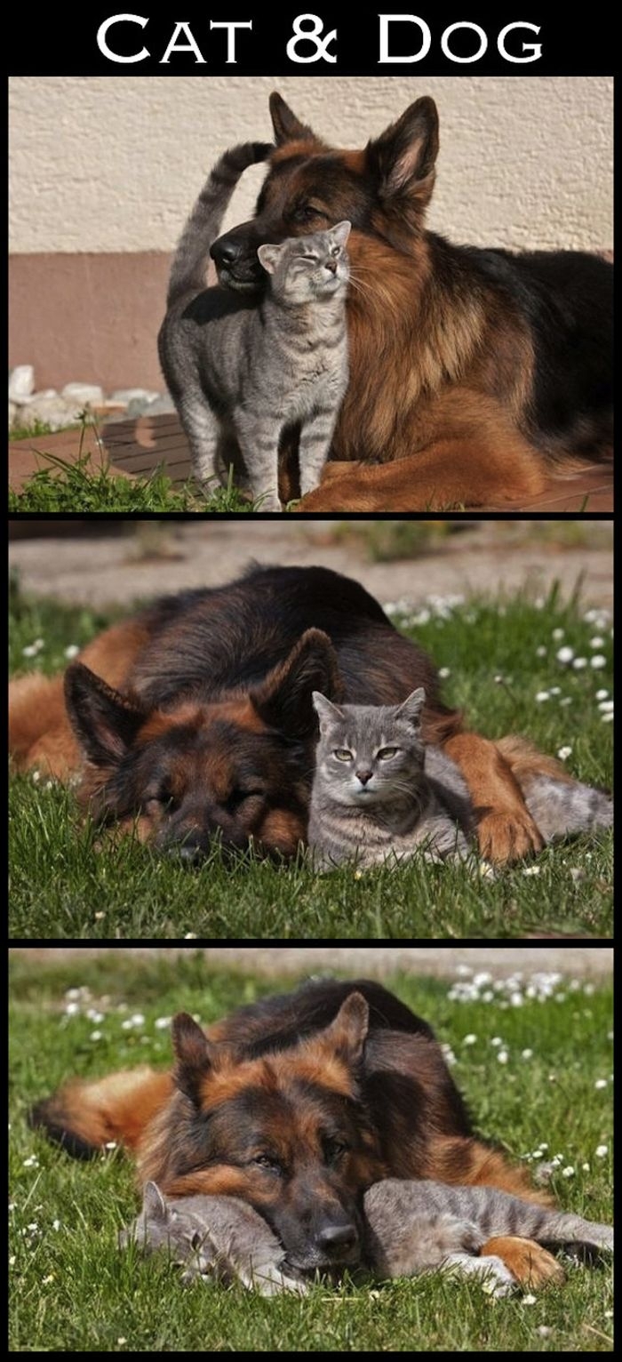 Cute Interspecies Friends