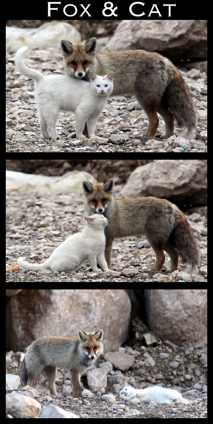 Cute Interspecies Friends